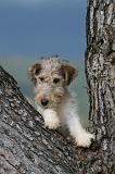 FOX TERRIER 707